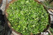 老海塘古樹茶特點(diǎn)及其價值和價格