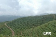 臺地茶有哪些品種？名稱圖片一覽，屬于什么茶？