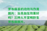 羅布麻茶的功效與作用圖片：治高血壓效果好嗎？三種人不宜喝野生羅布麻圖片。