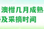 進(jìn)口澳柑幾月成熟上市價格及采摘時間