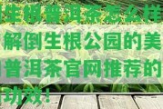 倒生根普洱茶怎么樣？熟悉倒生根公園的美景和普洱茶官網(wǎng)推薦的用藥功效！