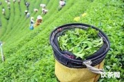 武當山八仙觀茶葉價格_武當山八仙觀茶葉價格表