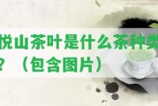 悅山茶葉是什么茶種類？（包含圖片）