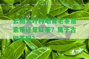 云南大葉種曬青毛茶是紫茶還是紅茶？屬于古樹茶嗎？