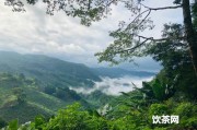 嬰兒能喝綠茶飲料嗎