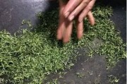 普洱茶茶葉末很碎怎么回事？解析普洱茶泡出來為什么有碎末？