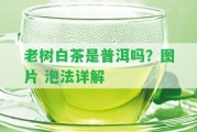 老樹白茶是普洱嗎？圖片 泡法詳解