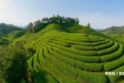 普洱茶茶樹(shù)種類大全及圖片