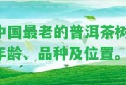 中國最老的普洱茶樹：年齡、品種及位置。