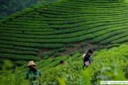 茉莉花茶路，安溪鐵觀音茶葉批發(fā)