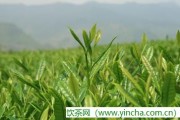 名稱(chēng)-神樹(shù)陳玲銀杏茶，茶葉枕頭