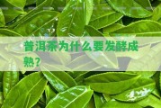 普洱茶為什么要發(fā)酵成熟？