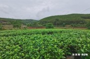 墨江迷帝茶價格、特點、廠、所屬山