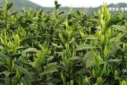 薄荷塘普洱是哪個(gè)茶山的？口感特點(diǎn)和生茶價(jià)格。