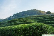 兩次關鍵戰(zhàn)爭的茶，茶多酚的功效與作用