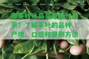 御茶嶺冰島芽皇是什么茶？熟悉茶葉的品種、產(chǎn)地、口感和鑒別方法。