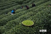 西湖龍井茶種植基地