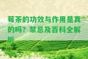 莓茶的功效與作用是真的嗎？禁忌及百科全解析