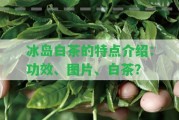 冰島白茶的特點(diǎn)介紹：功效、圖片、白茶？