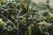 普洱買(mǎi)生茶和熟茶