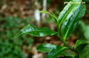 印象之美茶葉圖片大全，高清欣及茶禮盒