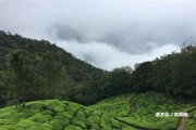 云南普洱茶有啟茶的味道嗎？啟元熟餅普洱茶圖片