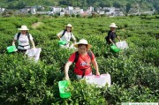 鑒別新茶的五個步驟