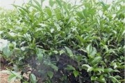 老茶客怎么樣：介紹老茶客茶業(yè)及其茶葉，以及老茶客的價(jià)格和含義。