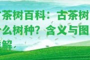 古茶樹百科：古茶樹是什么樹種？含義與圖片詳解