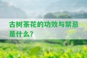 古樹(shù)茶花的功效與禁忌是什么？