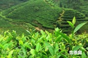 茶具上擺放什么材料的茶寵好