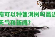 南可以種普洱樹嗎最近天氣和新聞？