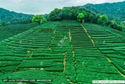 六種茶路-在茶中行走(一)，普洱茶怎么喝