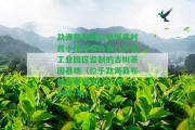 勐海縣布朗山老班章村民小組茶農(nóng)協(xié)會八公里工業(yè)園區(qū)監(jiān)制的古樹茶園基地（位于勐海縣布朗山老班章村19號，2007年）