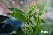 芳華茶葉多少錢(qián)一箱，兩罐禮盒裝價(jià)格？