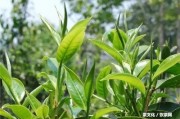 普洱茶文化的認(rèn)知與理解：見解與論文