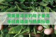 贊美普洱茶的句子普洱茶經典語錄與精美標語