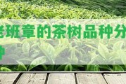 老班章的茶樹(shù)品種分3種