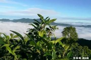 普洱茶的分級及分類標準，怎樣辨別包裝中的等級分類