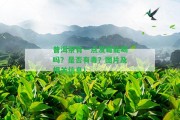 普洱茶有一點(diǎn)發(fā)霉能喝嗎？是不是有毒？圖片及相關(guān)信息！