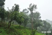 普洱茶餅怎樣泡茶喝