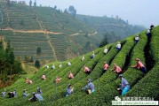 福建名茶金俊美