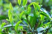 山西省茶葉學會