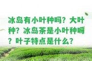 冰島有小葉種嗎？大葉種？冰島茶是小葉種嗎？葉子特點(diǎn)是什么？