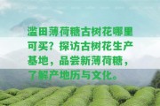 濫田薄荷糖古樹(shù)花哪里可買(mǎi)？探訪古樹(shù)花生產(chǎn)基地，品嘗新薄荷糖，熟悉產(chǎn)地歷與文化。