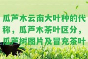 瓜蘆木云南大葉種的代稱，瓜蘆木茶葉區(qū)分，瓜蘆樹圖片及冒充茶葉