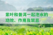 紫葉和普洱一起泡水的功效、作用及禁忌