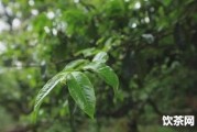  推銷(xiāo)茶葉勒索