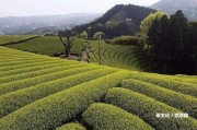 壓普洱茶的機(jī)器采用與圖片介紹 - 普洱茶壓茶設(shè)備