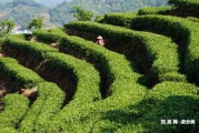 麗江茶葉最好去哪里買